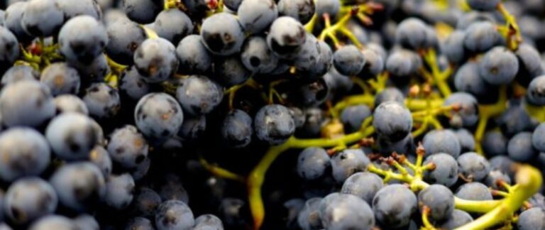 Grapes of My Dreams