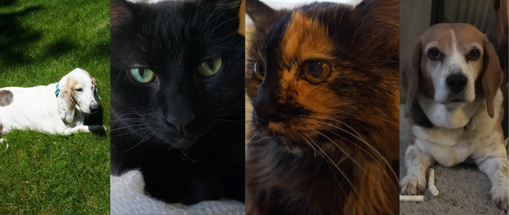 About Pet Care