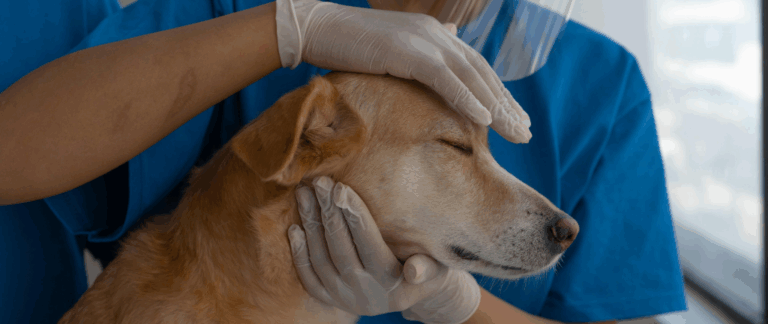 Pet Insurance